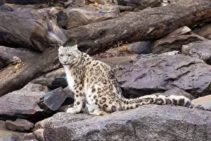 Panthera Prints: snow leopard (Panthera uncia), commonly known as the ounce
