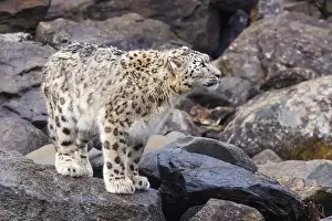 Panthera Prints: snow leopard (Panthera uncia), commonly known as the ounce
