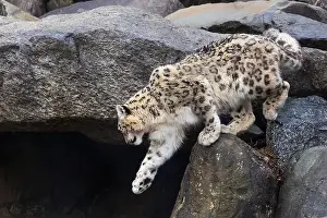 Panthera Prints: snow leopard (Panthera uncia), commonly known as the ounce