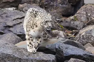 Panthera Prints: snow leopard (Panthera uncia), commonly known as the ounce