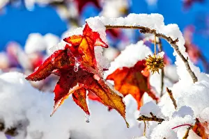 Red Leaves Prints: Snow melting on a tree with red leaves
