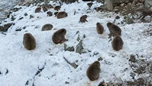 Macaque Prints: Snow monkey Japanese macaques of red face are eating in cold snow