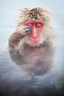 Macaque Prints: Snow Monkey Snow Monkeys