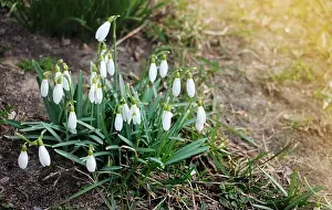 Snowdrops Prints: Snowdrop spring flowers. Delicate snow drop flower one of spring symbols telling us winter is leaving and spring come