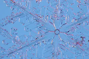 Snowflakes Prints: Snowflake magnified under microscope