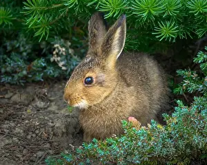 Olympic National Park Prints: Snowshoe Hare, Hurricane Hill Trail, Olympic National Park, Washington
