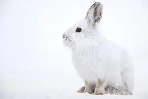 Forest Animal Prints: Snowshoe hare (Lepus americanus) in its white winter coat