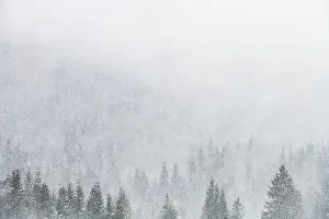 Snowstorm Prints: Snowstorm in winter mountains. Snowy spruce and pine forest. Landscape photography