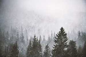 Snowstorm Prints: Snowstorm in winter mountains. Snowy spruce and pine forest. Landscape photography
