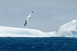 Environmental Issues Prints: Snowy Albatross flying over icebergs, Antarctica, Polar Regions