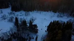 Snowy bare forest. Clip.Helicopter view of green almost leafless trees and snow drifts around with a blue sky