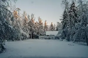 Boreal Prints: Snowy clearing in forest next to animal enclosure in Ranua, Lapland
