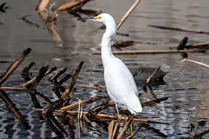 Egretta Thula Prints: Snowy Egret (Egretta thula)