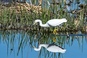 Egretta Thula Prints: Snowy Egret (Egretta thula)