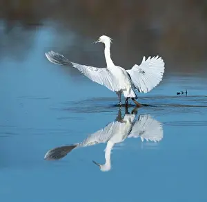 Egretta Thula Prints: The snowy egret (Egretta thula) flying over blue water at Cullinan Park