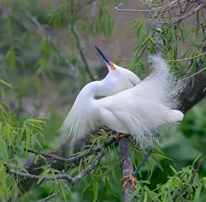 Breeding Plumage Prints: Snowy egret (Egretta thula) male displaying in breeding plumage, High Island, Texas, USA