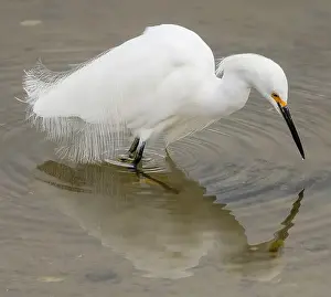 Santa Clara County Prints: Snowy Egret foraging in shallow waters