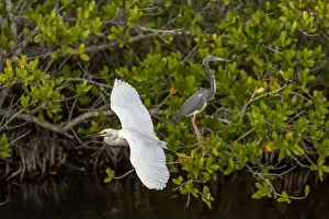 Latitude Prints: Snowy Egret, Great Blue Heron, Merritt Island, Florida