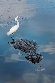 Egretta Thula Prints: Snowy egret, riding on back of American alligator
