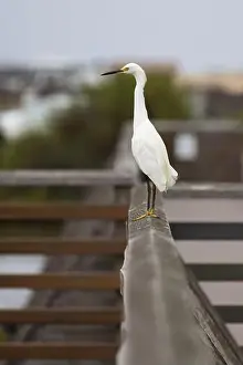Egretta Thula Prints: Snowy Egret stands undisturbed on boardwalk railing at Bolsa Chica Ecological Reserve in Huntingdon Beach