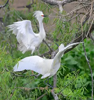 Courtship Prints: Snowy egrets (Egretta thula) courtship, High Island, Texas, USA