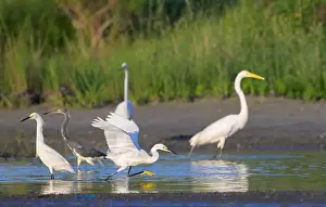 Egret Prints: Snowy egrets (Egretta thula), Great Egrets (Ardea alba)