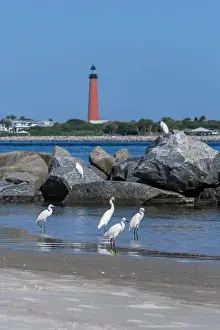 Inlet Prints: Snowy egrets on the jetty, New Smyrna Beach