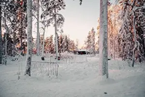 Boreal Prints: Snowy forest at sunset in wildlife park in Ranua, Lapland