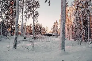 Boreal Prints: Snowy forest in wildlife park at sunset in Ranua, Lapland