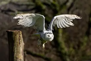 Snowy Owl Prints: Snowy Owl bird of prey with its wings outspread in flight, stock photo image