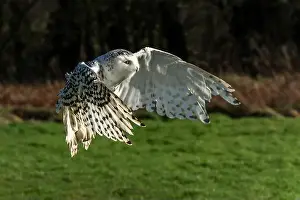 Snowy Owl Prints: Snowy Owl bird of prey with its wings outspread in flight, stock photo image