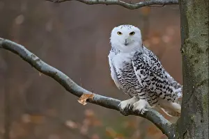 Captive Animal Prints: Snowy owl on branch (Bubo scandiacus) captive, Czech Republic, Europe