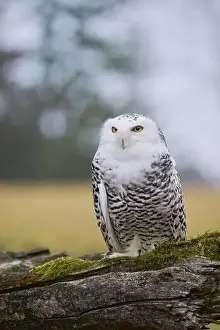 Captive Animal Prints: Snowy owl on branch (Bubo scandiacus) captive, Czech Republic, Europe
