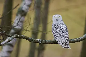 Captive Animals Prints: Snowy owl on branch (Bubo scandiacus) captive, Czech Republic, Europe