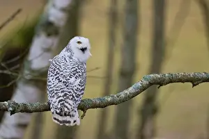 Owls Prints: Snowy owl on branch (Bubo scandiacus) captive, Czech Republic, Europe