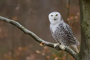 Captive Animal Prints: Snowy owl on branch (Bubo scandiacus) captive, Czech Republic, Europe