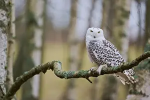 Owls Prints: Snowy owl on branch (Bubo scandiacus) captive, Czech Republic, Europe