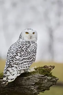 Bubo Scandiacus Prints: Snowy owl on branch (Bubo scandiacus) captive, Czech Republic, Europe