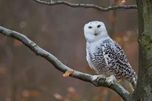 Owls Prints: Snowy owl on branch (Bubo scandiacus) captive, Czech Republic, Europe