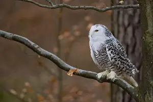 Owls Prints: Snowy owl on branch (Bubo scandiacus) captive, Czech Republic, Europe