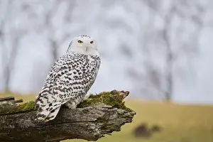 Captive Animal Prints: Snowy owl on branch (Bubo scandiacus) captive, Czech Republic, Europe