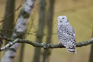 Captive Animal Prints: Snowy owl on branch (Bubo scandiacus) captive, Czech Republic, Europe