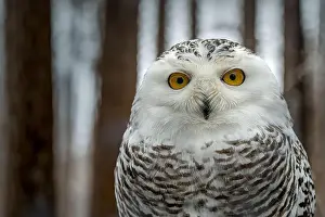 Bubo Scandiacus Prints: The snowy owl, Bubo scandiacus