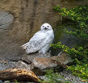 Snowy Owl Prints: The snowy owl, Bubo scandiacus