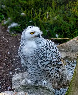 Snowy Owl Prints: The snowy owl, Bubo scandiacus