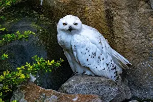 Snowy Owl Prints: The snowy owl, Bubo scandiacus