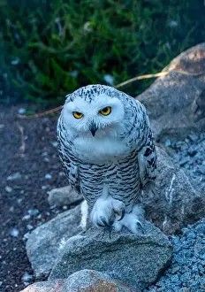 Snowy Owl Prints: The snowy owl, Bubo scandiacus
