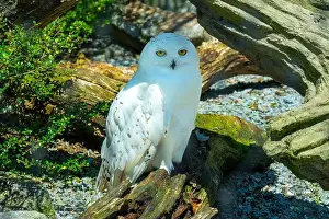 Snowy Owl Prints: The snowy owl, Bubo scandiacus