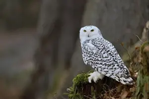 Captive Animal Prints: Snowy owl (Bubo scandiacus) captive, Czech Republic, Europe