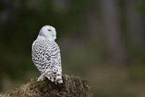 Owls Prints: Snowy owl (Bubo scandiacus) captive, Czech Republic, Europe